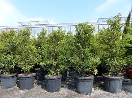 Schneiden sie größere exemplare vor dem ausgraben etwas zurück. 3m Portugiesischer Kirschlorbeer 6 Stuck 160 Cm Angustifolia Prunus Lusitanica Kaufen Bei Jh Grunwaren Gmbh Co Kg