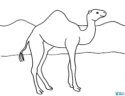 Pin Di Camels Coloring Pages