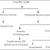 He nervous system human controls and regulates most of the functions of the body, from the capture of the stimuli through the sensory receptors to the motor actions that are carried out to give a response, through the involuntary regulation of the internal organs. 1