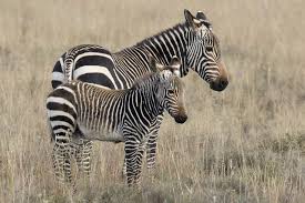 Image result for Tragus koelerioides