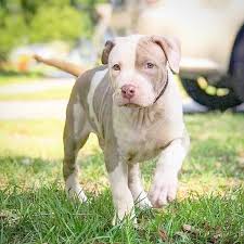 Crump's kennels produces only the highest quality xxl xl tri color, blue, champagne, fawn, and merle american pitbull puppies for sale. Manmade Kennels Home Of The Xl Bully Teamnochains Manmade S Goliath X Titanium Kilo Kennels