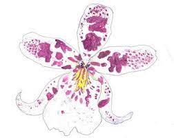 Image Result For Cattleya Orchid Clip Art Orchid Illustration Cattleya Orchid Cattleya