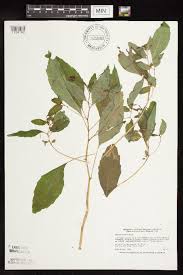 Image result for Impatiens purpureoviolacea