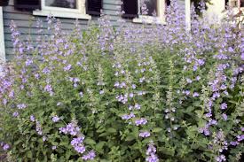 Ground cover weeds with purple flowers. 5 Weed Smothering Ground Covers