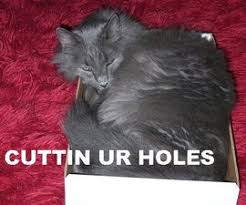 Image result for lolcats