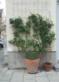 Prüfen sie gelegentlich die bodenfeuchtigkeit im kübel, machen sie die fingerprobe und gießen sie bei bedarf an frostfreien tagen. Kletterrosen Im Pflanzkubel So Gelingt Die Rosenwand