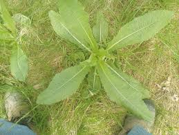 Image result for Pollichia campestris