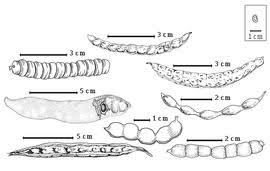 Image result for Pseudoeriosema