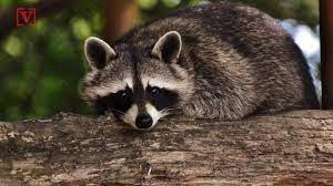 Learn why dogs bite and some of the ways you can prevent this behavior in your dog. Raccoon Euthanized After Biting Toddler In Green Township
