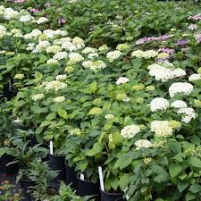 Image result for Hydrangea arborescens Pink Anabelle