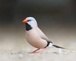 Chocolate ice cream images hd download. 4k Wallpaper Animal Bird Hd Wallpaper Download