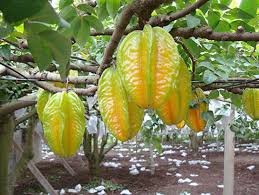 10 cara menanam blimbing dalam pot agar cepat berbuah. Inilah 6 Panduan Mudah Budidaya Belimbing Dewi Agar Mampu Tumbuh Dengan Optimal Dan Mampu Berbuah Sepanjang Tahun Jualbenihmurah Com