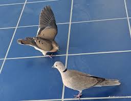 Where the winters are cold and snowy, you can expect your dove flock to grow as the season wears on. Mourning Doves Laura Kismet Lawless