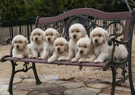 Apr 17, 2021 · how many litters should a dog have? How To Know How Many Puppies A Dog Will Have