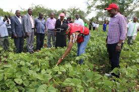 Madam rosa, kudos on your fight to expand the role of women participation in leadership and governance. Charity Ngilu On Twitter I Visited Several Ndengu Farms Today To Asses Productivity The Crop Is Doing Exceedingly Well And A Huge Harvest Is Expected In The Entire County Thecountyonthemove Https T Co Ot9bn1hw49