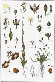Image result for Subularia