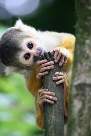 Silly Little Monkey Pet Monkey Animals Beautiful Cute Animals