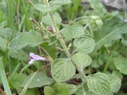 Image result for Clinopodium