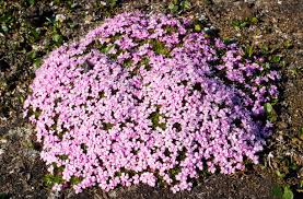 Image result for Silene abyssinica