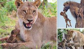 Amazing Moment A Baby Baboon Snuggles Up To A Lioness After The Big Cat Killed His Mum Nature News Express Co Uk