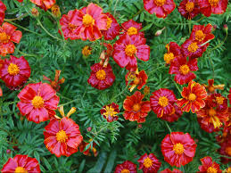 Image result for tagetes)