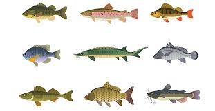 Do you know which fish has the largest eyes in proportion to its body size? Name That Fish Quiz Fishing By Scout Life