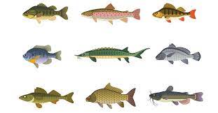 There was something about the clampetts that millions of viewers just couldn't resist watching. Name That Fish Quiz Fishing By Scout Life
