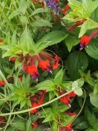 Image result for Cuphea llavea