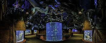 Johnny Morris Wonders Of Wildlife National Museum Aquarium Springfield Missouri Usa Weekend Road Trips Beautiful Places To Travel Wildlife