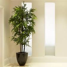 Maybe you would like to learn more about one of these? Black Bamboo Trees For Sale Fastgrowingtrees Com