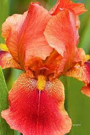 Pin On Flores