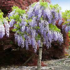 Purple flowers that grow on trees. Purple Wisteria Trees For Sale Brighterblooms Com