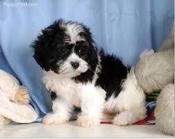 This is the place to be if you are looking for dogs for sale in chicago or anywhere in illinois! Black And White Shichon Shitzu Puppies Cute Puppies Lhasa Apso Puppies
