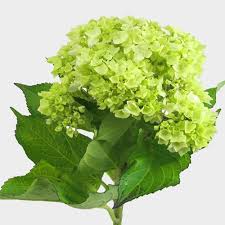 Drying hydrangea flowers will bring the outdoors into your home for use in dried flower arrangements. Mini Hydrangea Green Flower Wholesale Blooms By The Box