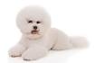Bichon Frises for Sale in Woodbridge, VA | Dogs on Oodle ...