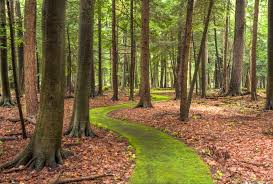 Whether the food is baked, fried, sautéed, bo. Walk Cook Forest S Emerald Path Visit Pa Great Outdoors