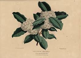 Image result for Acokanthera schimperi