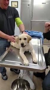 Plumtrees animal hospital is open mon, tue, wed, thu, fri, sat. Spruce Hill Veterinary Clinic Home Facebook