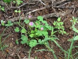 Image result for Oxalis obliquifolia
