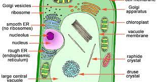 Check spelling or type a new query. Plant Life Eukaryotic Cells