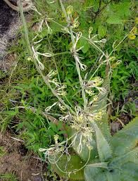 Image result for Ceropegia stenantha