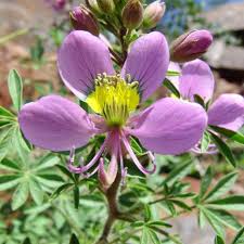 Image result for Cleome macrophylla