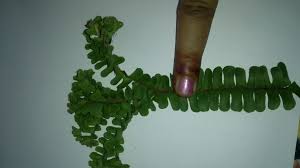 Image result for Cyclosorus striatus