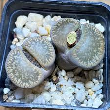 Image result for Macrotyloma stenophyllum
