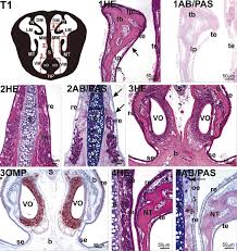 It is the part of respiratory systems. Nasal Vestibule An Overview Sciencedirect Topics