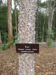 Image result for Cordia grandicalyx