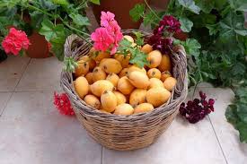 6 medicinal uses ** for thousands of years, the chinese used extract from loquat leaves as an important ingredient for lung ailments. 13 Incredible Health Benefits Of Loquat Fruit For Skin And Health Conserve Energy Future