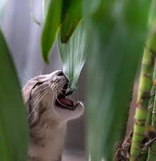 Thank you for the excellent. 15 Low Maintenance Plants That Are Safe For Cats 2021