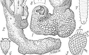 Image result for Tessmannia anomala