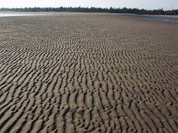 What is a ripple mark? Tectonics And Structural Geology Features From The Field Ripple Marks